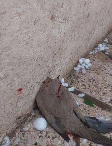 تلاش مردم برای نجات کبوتران حرم امام رضا از زیر بارش تگرگ