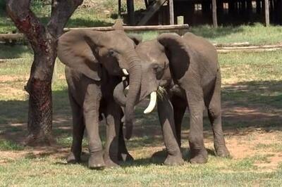 (ویدئو) فیل‌ها گرم و پرهیجان با هم سلام و علیک می‌کنند؛ هر 10 دقیقه یک بار