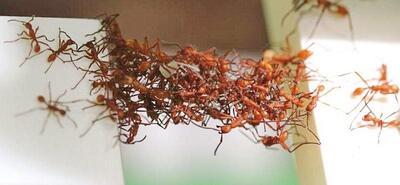 حیرت دانشمندان از ترفند عجیب مورچه ها ؛ دار و دسته حقه بازها!