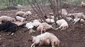 غرق شدن یک گله گوسفند در سیل خراسان رضوی | ویدئو