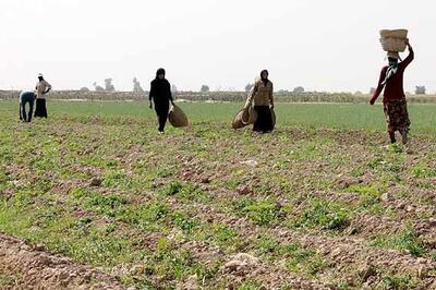 افزایش ۱۵ درصدی تولیدات بخش کشاورزی خوزستان