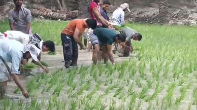 آغاز عملیات انتقال نشای برنج در اراضی کشاورزی سرباز