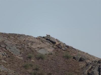 یک قلاده یوزپلنگ آسیایی در طبس مشاهده شد