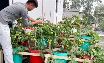 کاشت و برداشت خانگی؛ گوجه فرنگی رو تو سطل رنگ بکار بعد از 90 روز کلی محصول میده