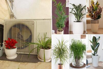 گیاهان آپارتمانی خنک کننده هوا / شب تا صب کولر بزنی میچایی جاش از این گلا بذا تو اتاق