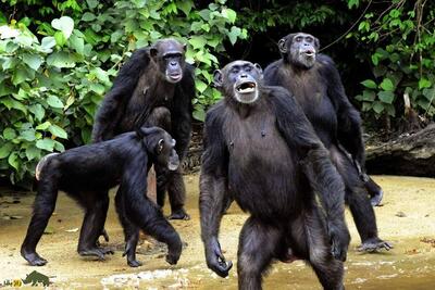 شرکت شامپانزه‌ها در یک مراسم عجیب؛ آیا آنها یک مکان مقدس دارند؟