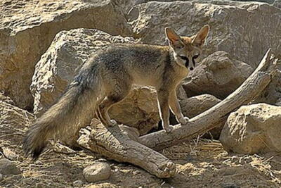 ثبت اولین مشاهده شاه روباه در بوشهر [+ عکس] | پایگاه خبری تحلیلی انصاف نیوز