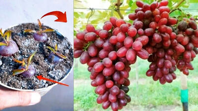 (ویدئو) یک روش برای پرورش درخت انگور با استفاده حبه های انگور در منزل