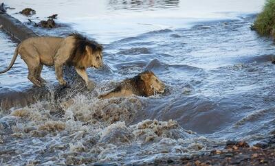 (ویدئو) شیر‌های نر در جدال با آب‌های خروشان رودخانه