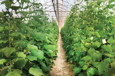 بذر هیبرید، تضمینی برای کشاورزی پایدار