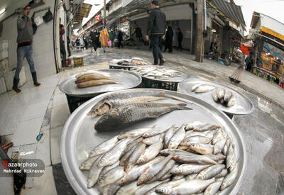 قیمت انواع ماهی ۳۱ اردیبهشت ۱۴۰۳