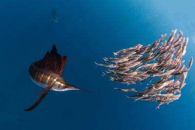 سریع‌ترین حیوان اقیانوس کدام است؟ - زومیت