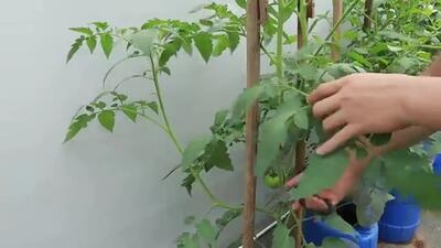 روش شگفت انگیز کاشت گوجه فرنگی در بالکن منزل (فیلم)