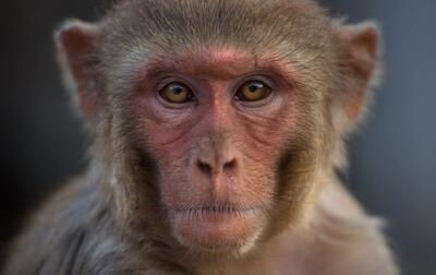 بلایی که مار بر سر میمون کنجکاو آورد + ویدئو | پایگاه خبری تحلیلی انصاف نیوز