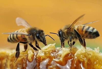 اگر کمتر از ۱۰ ثانیه زنبور را پیدا کردید ، شما یک تیزبین هستید