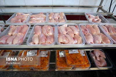 رشد ۱۷ درصدی تولید گوشت مرغ در ابهر
