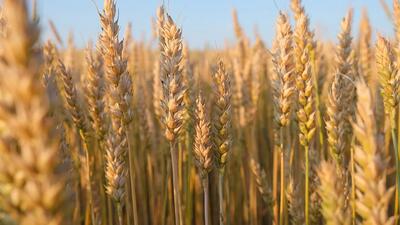 کدام کشاورزان گندم بیشتری به دولت تحویل دادند؟