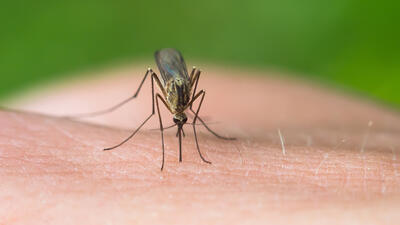 چرا نیش حشرات در تابستان خطرناک است؟