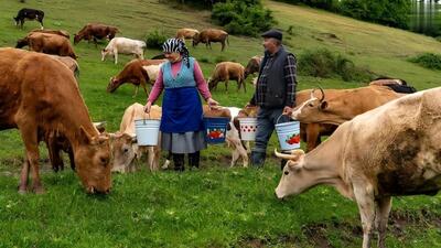فرآیند تهیه پنیر موزارلا با شیر تازه گاو در کوهستان‌های آذربایجان (فیلم)