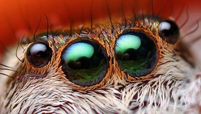 دنیای شگفت‌انگیز حشرات از نگاهی متفاوت (فیلم)