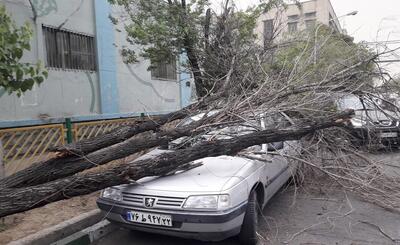 تندباد در اصفهان؛ سقوط ۵۴ درخت و خسارت به ۱۶ خودرو | اقتصاد24