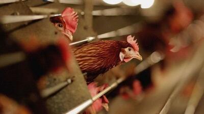 ویروس تازه در راه؛ سویه جدید آنفولانزای پرندگان چیست؟ | اقتصاد24