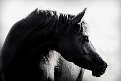 (عکس) واردات اسب برای کشتار و قربانی کردن!