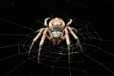 عنکبوت‌ها چگونه آیندۀ «میکروفون» را تغییر می‌دهند؟