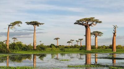 راز درخت‌های وارونه‌ای که خودشان را از آفریقا به استرالیا رسانده‌اند / عکس