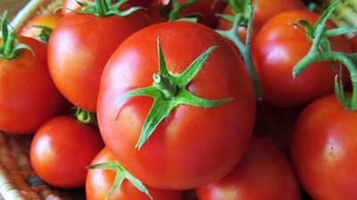 آخرین قیمت گوجه فرنگی در بازار