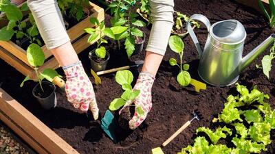 کاشت و برداشت خانگی؛ تفاله چای برای رشد گیاهان خوبه؟ اگه آره چطور ازش استفاده کنیم؟