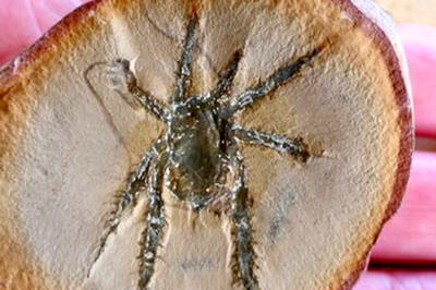عنکبوت‌های باستانی ظاهری عجیب و ترسناک داشتند