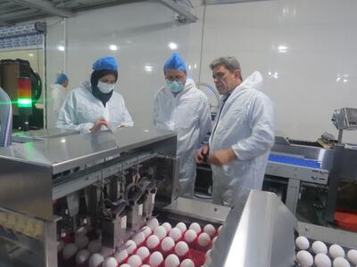 یک‌کارخانه در البرز روزانه ۱۹ هزار تن تخم مرغ تولید می کند 