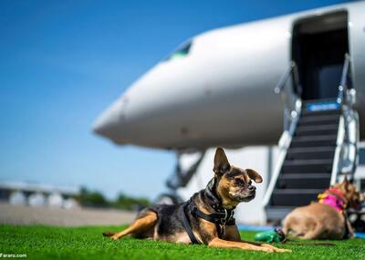 (تصاویر) یک شرکت هواپیمایی در خدمت سگ‌های خانگی