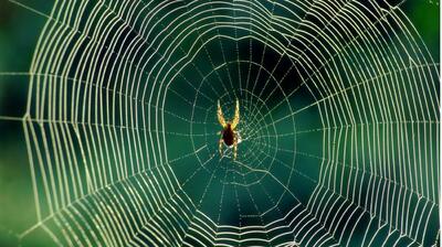 رویای عنکبوت نشانه از چه چیزی پرده بر می دارد؟