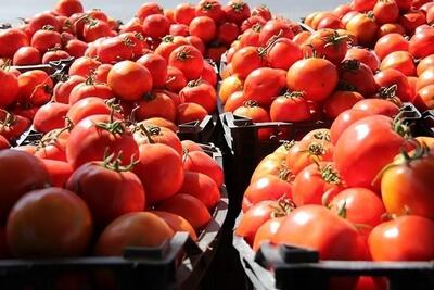 کاهش ۲۰درصدی قیمت گوجه‌فرنگی