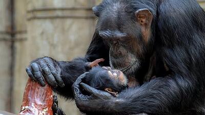 شامپانزه عزاداری که ۳ ماه است نوزاد مرده‌اش را با خود حمل می‌کند