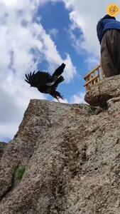 (ویدئو) آزادسازی یک عقاب بعد از ۲۱۷ روز درمان