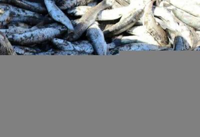 ماهی خشک قاچاق در فولاد محله کشف شد