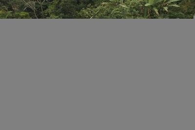 احتمال مرگ اهالی یک روستا در پی رانش زمین در «پاپوآ گینه نو»