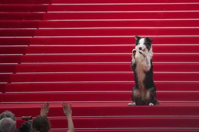 سگی که جایزه پالم داگ جشنواره کن را از آن خود کرد - کاماپرس