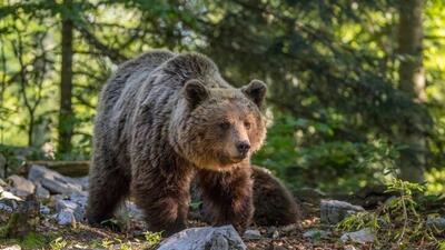 بازی خرس قهوه‌ای عظیم الجثه در پارک ملی گلستان با توله‌هایش