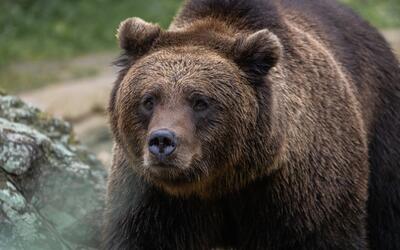 آب‌تنی خرس قهوه‌ای در پارک ملی صیدوای سمنان (فیلم)