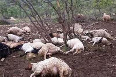 ویدئو تلخ از تلف شدن 50 راس گوسفند در یک روستا