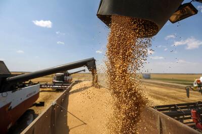 افزایش قیمت گندم در سه ماه اول 2024