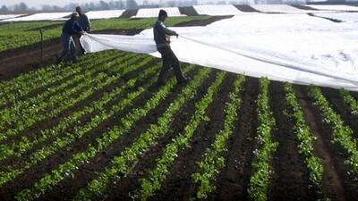 هشدار تخریب محصولات کشاورزی به ۱۶ استان