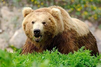 ببینید/ آب‌تنی خرس قهوه‌ای در پارک ملی صیدوای سمنان