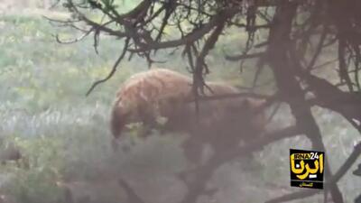 (ویدئو) بازی خرس قهوه‌ای عظیم الجثه در پارک ملی گلستان با توله‌هایش