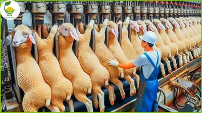 (ویدئو) فرآیند فرآوری گوشت گوسفند در یک کارخانه بزرگ اروپایی