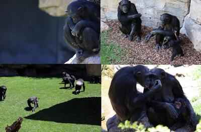 (ویدئو) شامپانزه‌ای که ۳ ماه است نوزاد مرده خود را رها نمی‌کند